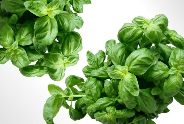 Aceite Esencial de Albahaca