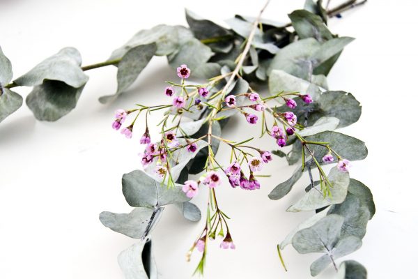 aceite-esencial-eucalipto-nativus
