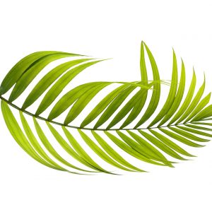 aceite-palma-verde-nativus