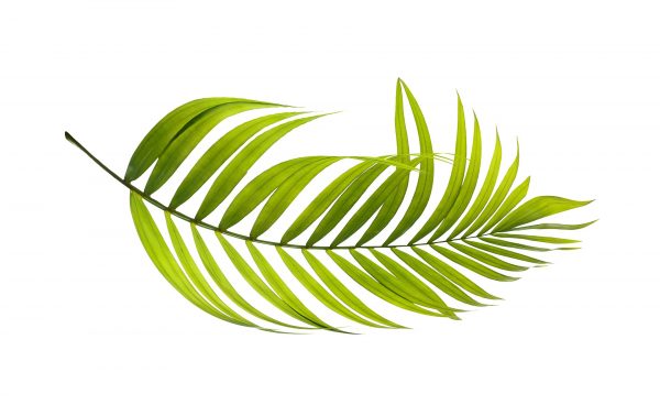 aceite-palma-verde-nativus