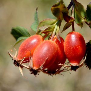 aceite-rosa-mosqueta-nativus