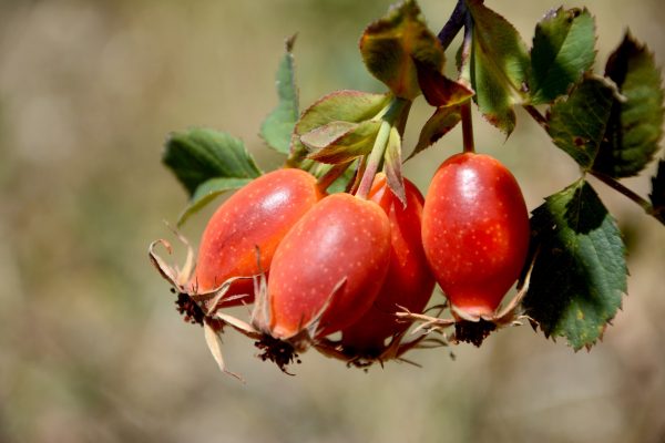 aceite-rosa-mosqueta-nativus