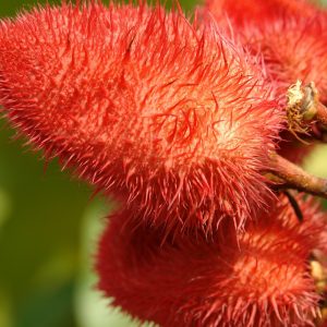achiote-nativus