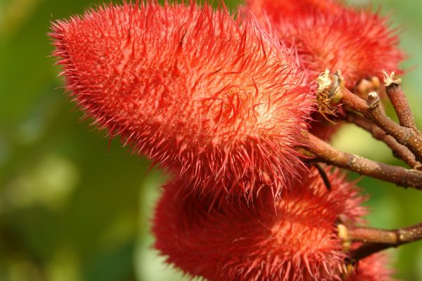 achiote-nativus