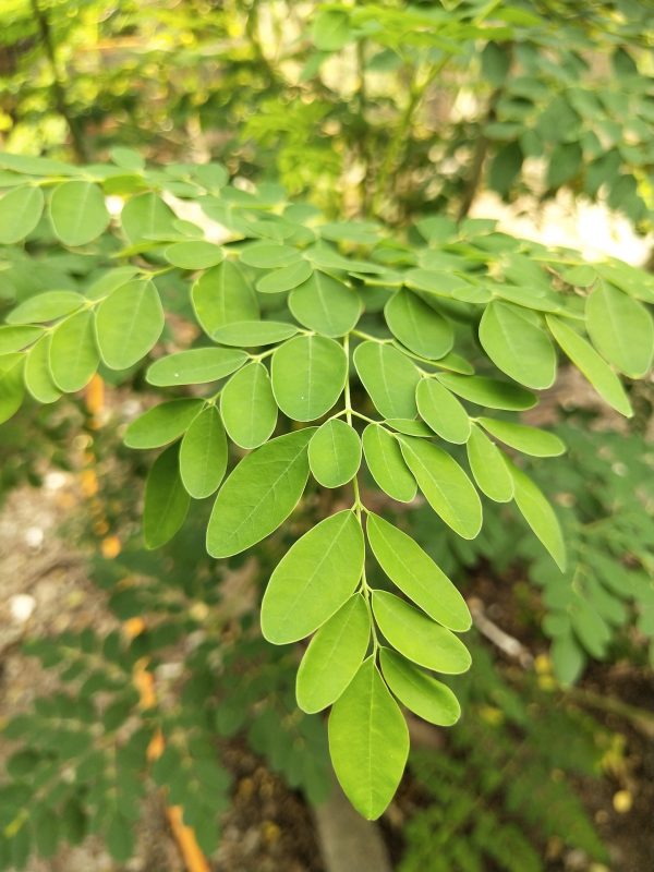 exfoliante-moringa-nativus