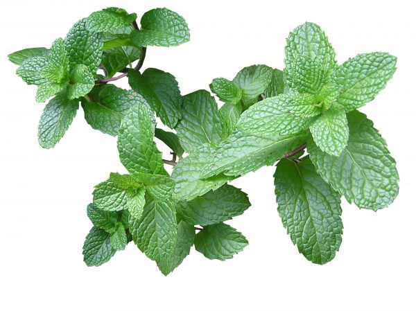 hidrolato-agua-menta-nativus