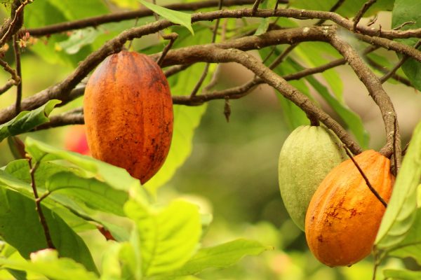 manteca-mantequilla-cacao-chocolate-nativus